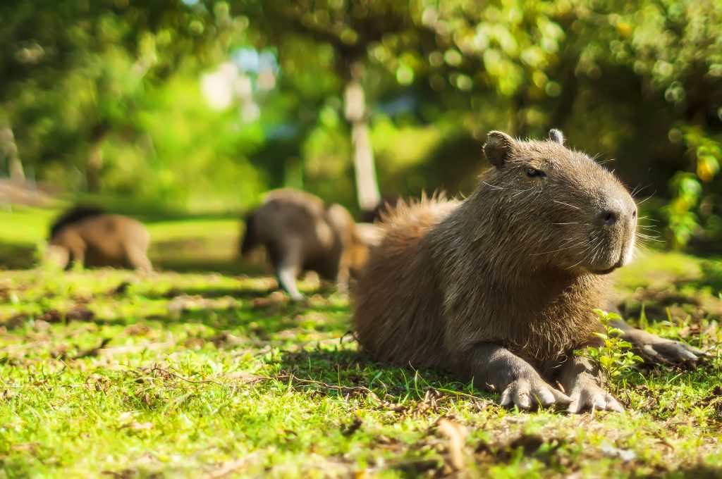 Capivara