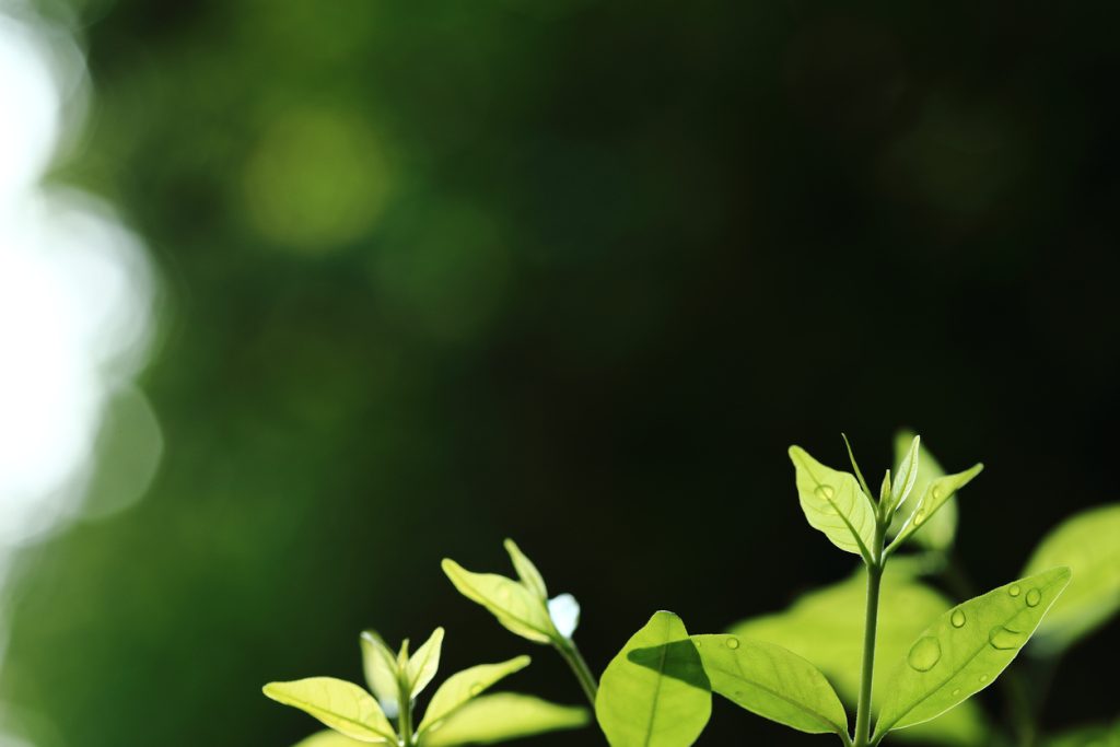 Restauração ambiental, arquivo