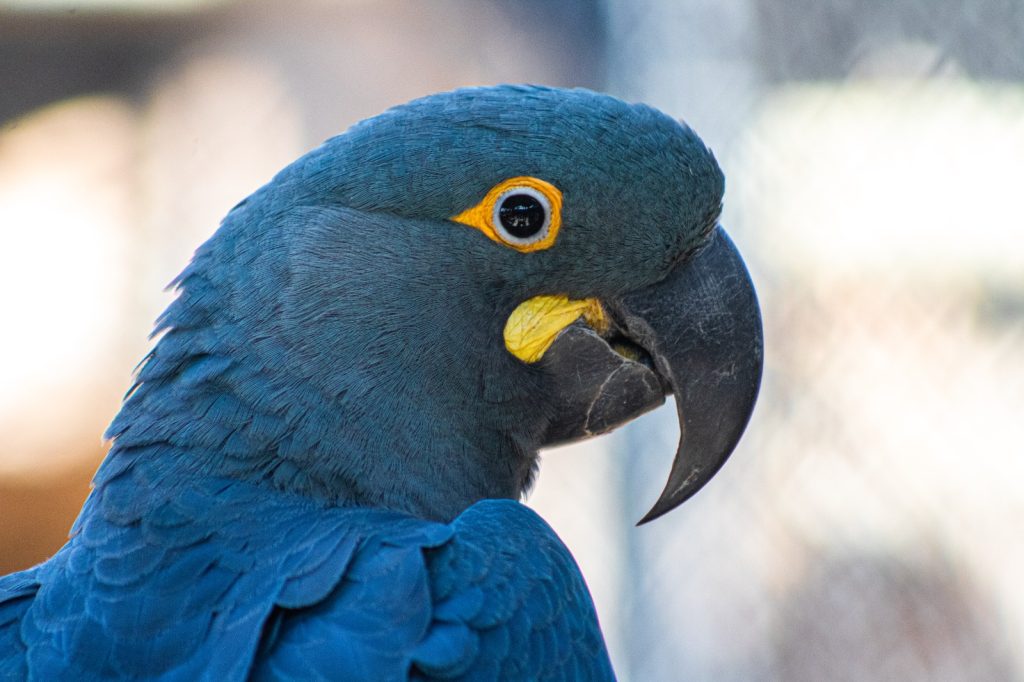 A Arara Yara, que não Era de Araraquara