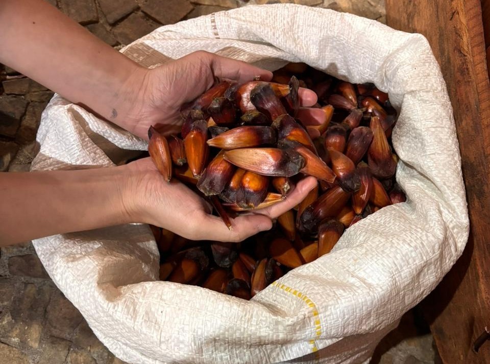 Governo de SP lança edital de preservação da Araucária