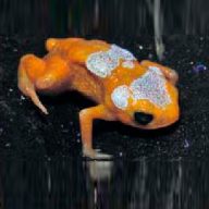 Descoberta nova espécie de “Sapinho-pingo-de-ouro”