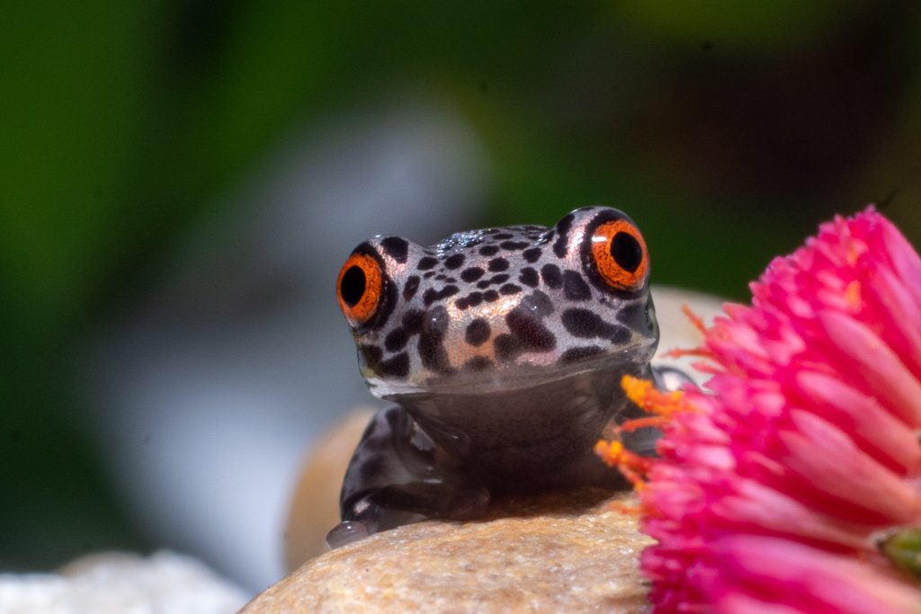 (Nyctimantis pomba) - Flávio Augusto Torres