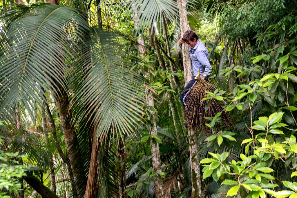 Fruto da palmeira juçara vira fonte de renda e preservação da Mata  Atlântica em SP, Globo Rural