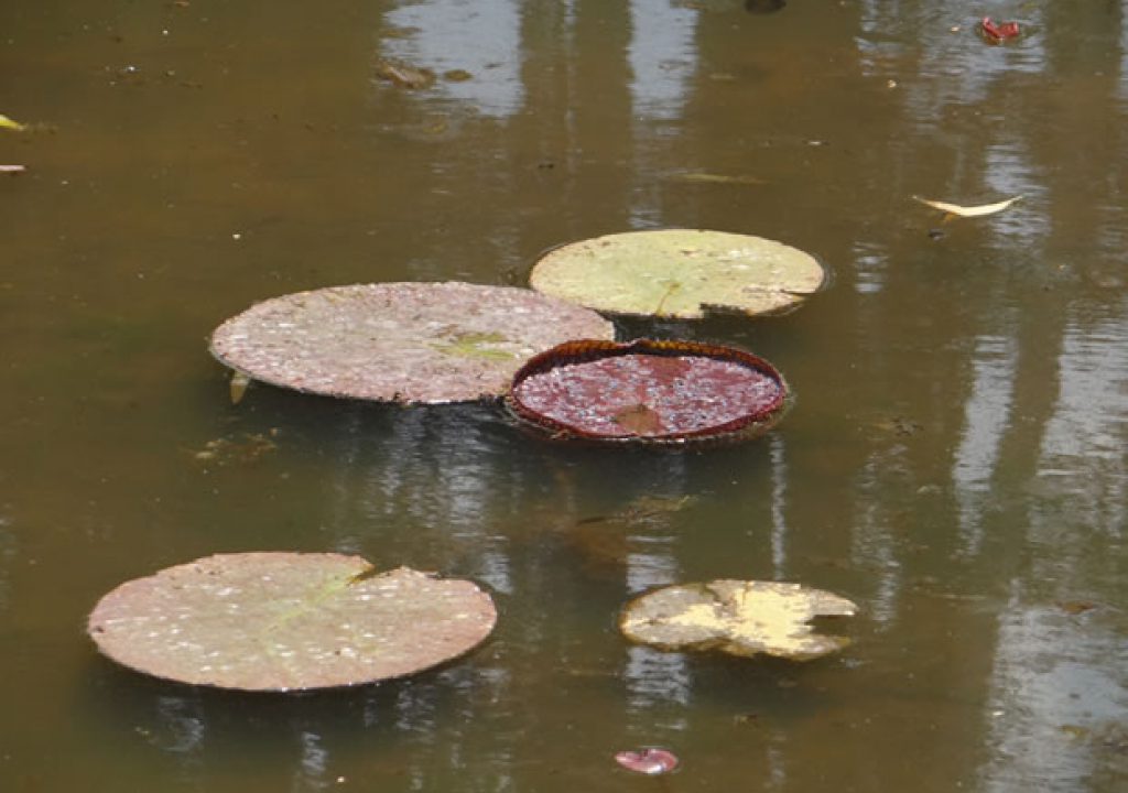 O Jardim Botânico de São Paulo planta Vitória-régia ...