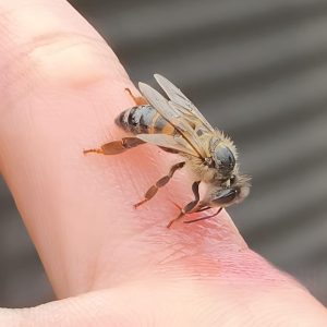 Foto: Abelha-do-Mel (Apis Mellifera) - Amanda Luísa da Cruz Ferreira