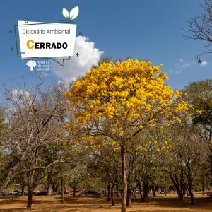 Cerrado