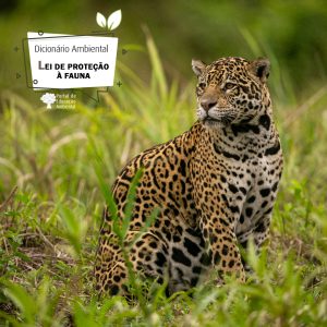 Lei de Proteção à Fauna