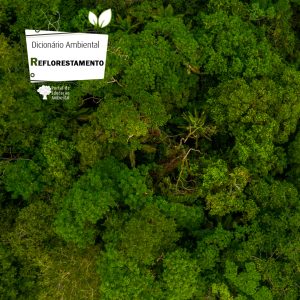 Reflorestamento