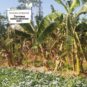 Sistemas Agroflorestais (SAF)