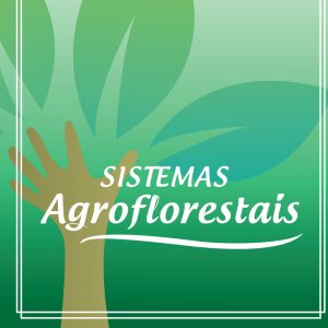 Sistemas Agroflorestais: bate-papo com produtores rurais