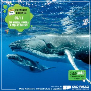05 de Novembro – Dia Mundial contra a caça às Baleias
