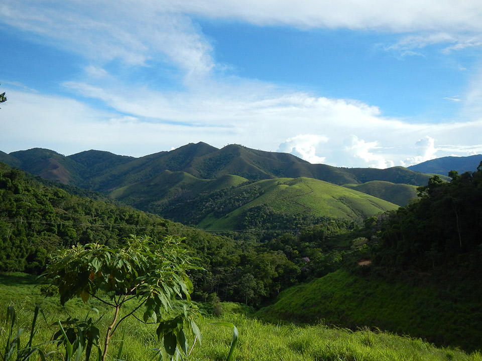 Floresta ombrófila mista e campos de altitude - Isaac Ribeiro de Moraes (CBRN/SMA)
