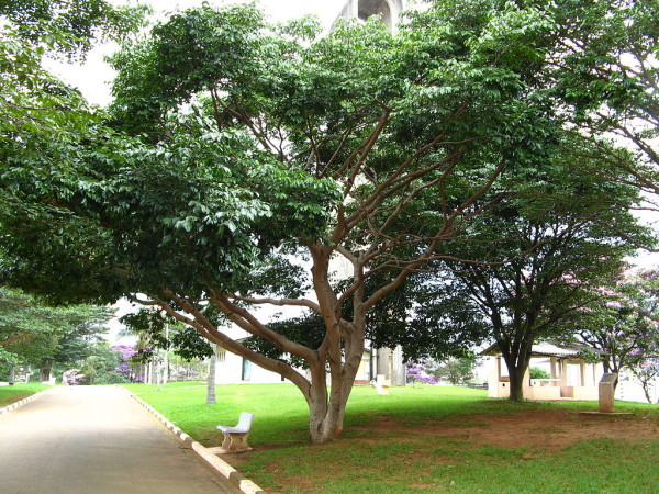1024px-Hymenaea_courbaril_1
