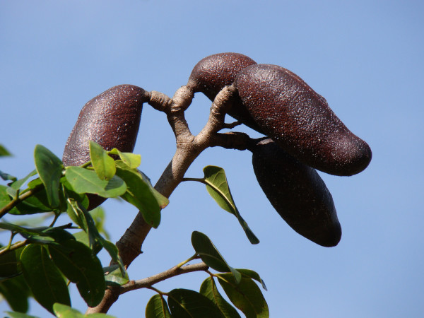 Jatobafruits