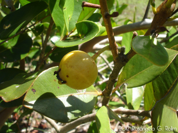 psidium