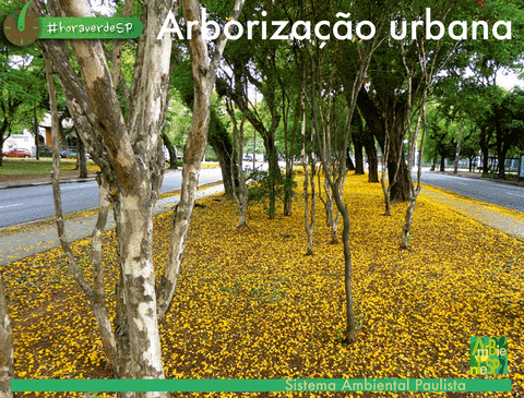 arbonizacao-urbana