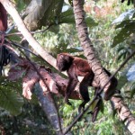 Bugio-Ruivo - Alouatta clamitans