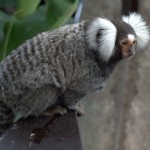 Callithrix jacchus