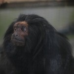 Leontopithecus-chrysopygus