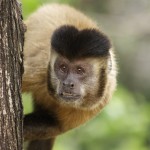 Macaco-prego_Sapajus_libidinosus
