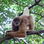 Muriqui do sul - Brachyteles arachnoides
