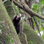 Sagui da serra escuro - Callithrix aurita