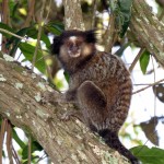 Sagui-de Tufos-Pretos - Callithrix penicillata