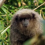 Sauá ou Guigó - <em>Callicebus nigrifrons</em>