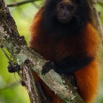 mico-leao-de-cara-preta-Leontopithecus_caissara