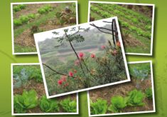 13-agricultura-sustentavel-2012