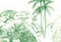 o-manejo-de-rendimento-sustentado-do-palmiteiro-jucara